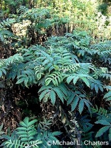 Melianthus comosus