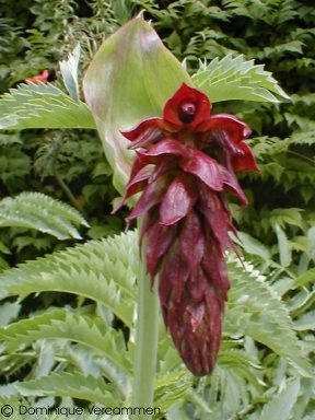 Exotische Nutz und Zierpflanzen Melianthus major