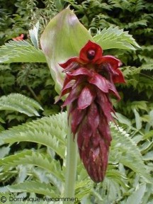Melianthus major