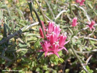 Microloma sagittatum