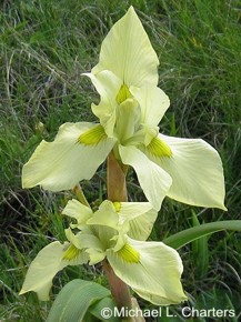 Moraea alticola