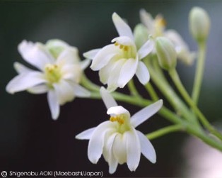 Moringa oleifera PKM 1