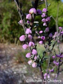 Nylandtia spinosa