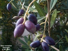 Olea europaea 