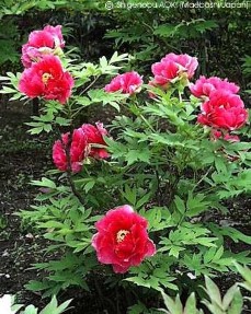 Paeonia suffruticosa