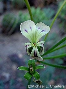 Pelargonium triste