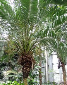 Phoenix roebelenii