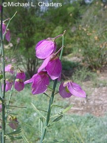 Polygala virgata