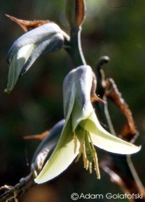 Puya mirabilis