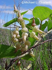 Riocreuxia torulosa