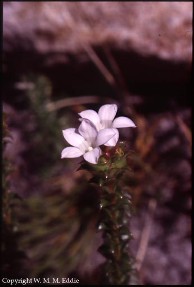 Roella amplexicaulis