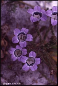 Roella ciliata