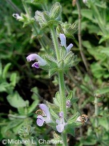 Salvia disermas 