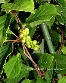 Schisandra chinensis 