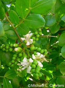 Schotia latifolia