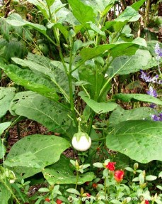 Solanum melongena