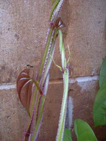 Dioscorea alata