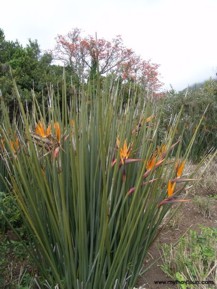 Strelitzia parvifolia var. juncea