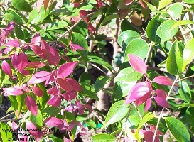 Syzygium luehmannii