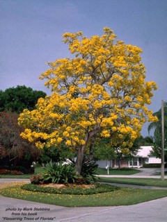 Tabebuia argentea