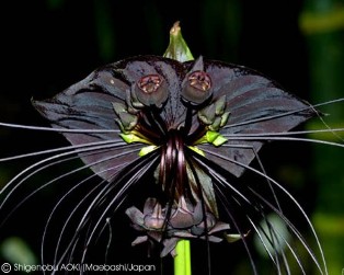 Tacca chantrieri