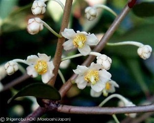 Ternstroemia gymnanthera