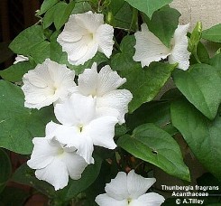 Thunbergia fragrans 