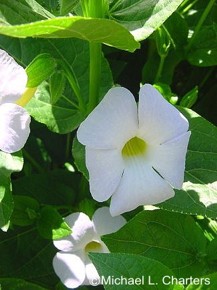 Thunbergia natalensis 