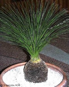 Xanthorrhoea preissii