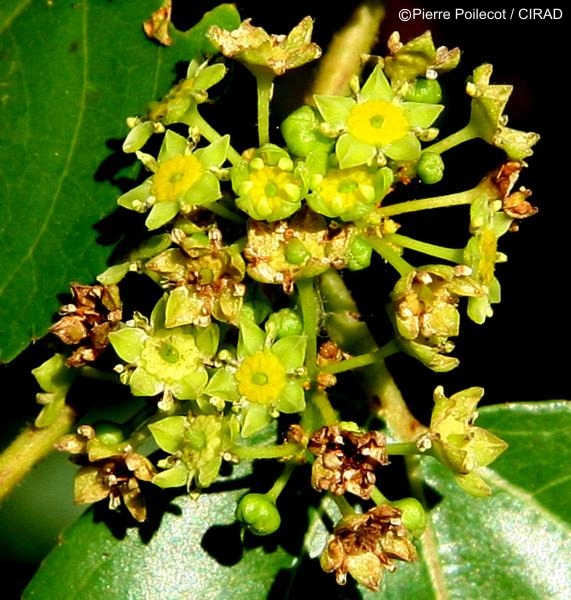 Exotische Nutz und Zierpflanzen Ziziphus mucronata
